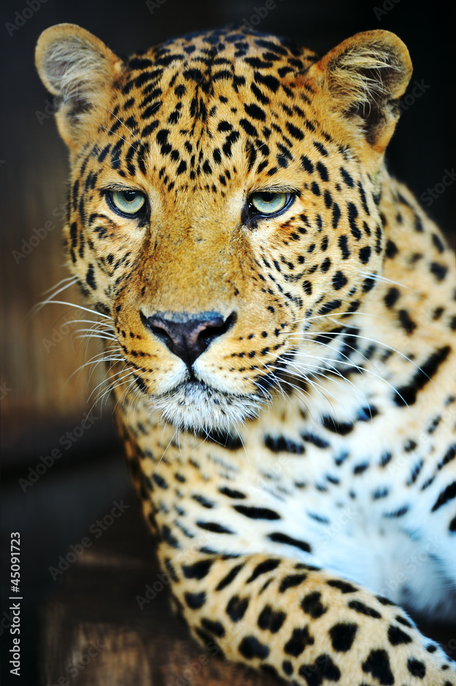 Fototapeta premium Leopard
