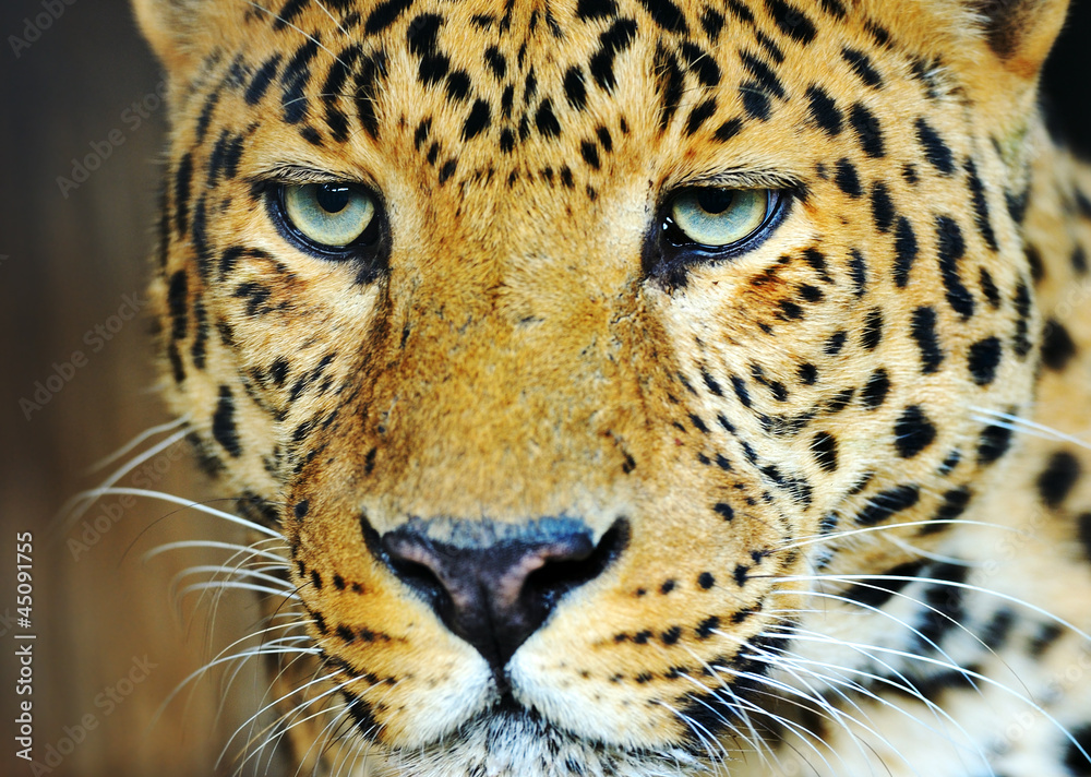 Obraz premium Leopard