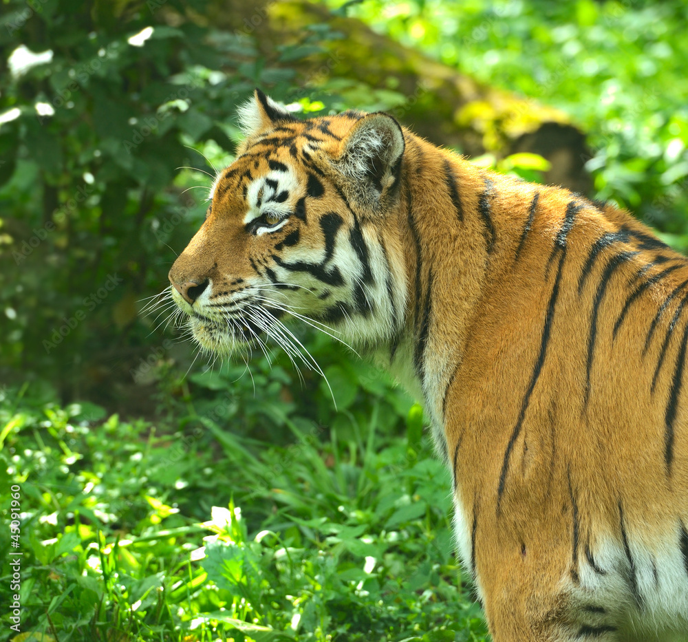 Obraz premium Tigers