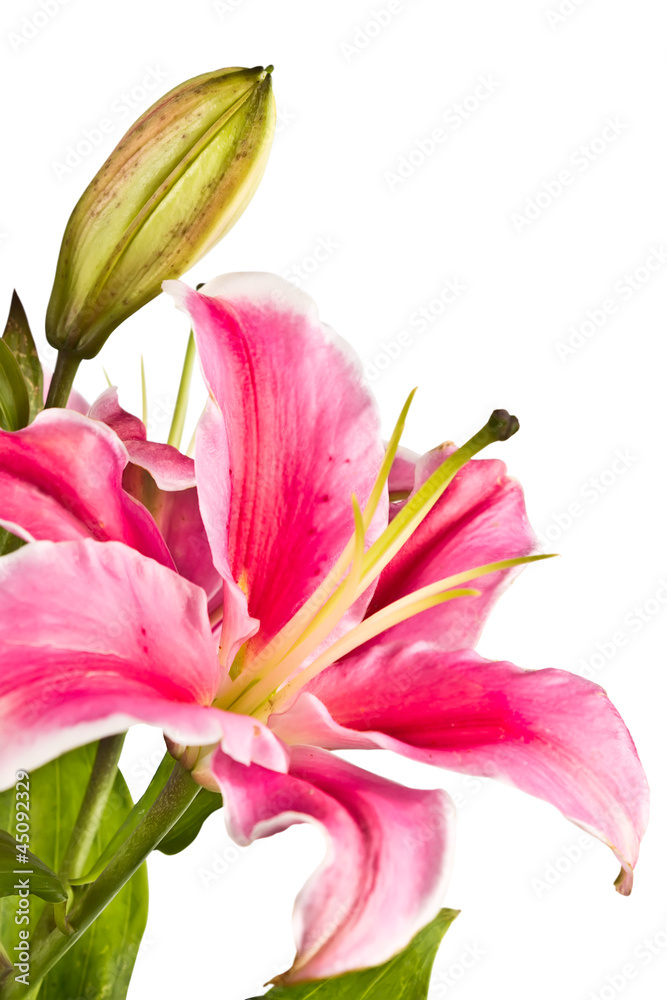 blooming pink lily with bud isolated on white background