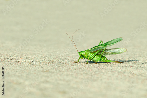 Green grasshopper wings raised