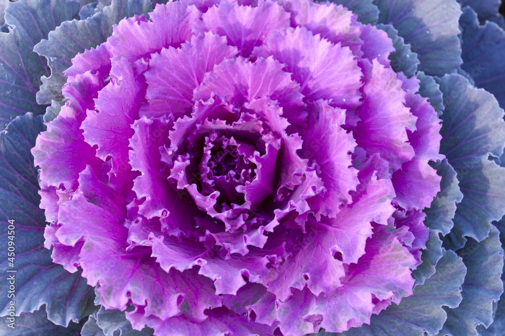 Purple decorative cabbage. Purple decorative cabbage.