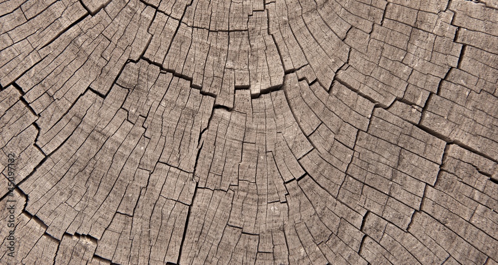 Fototapeta premium Crosssection of Exposed Tree Trunk Rings