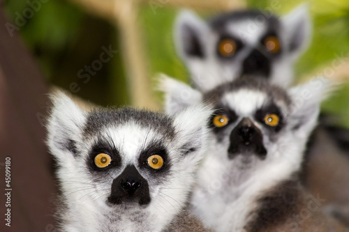 ring-tailed lemurs