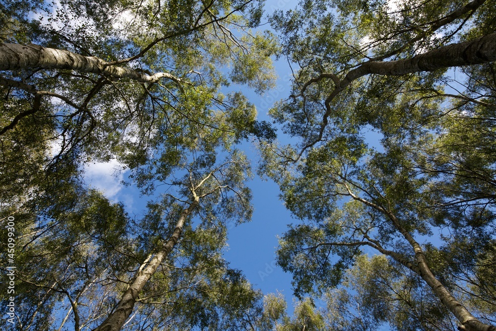 Silver Birch Canopy Silver Birch Canopy