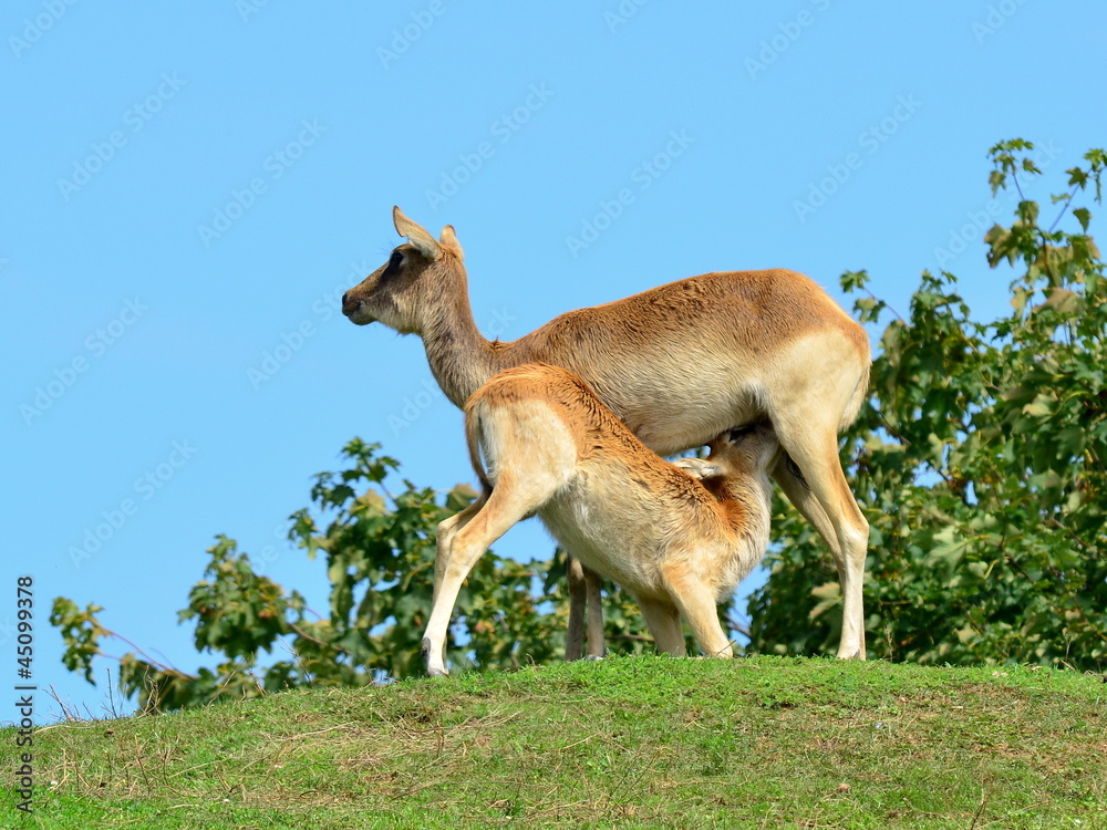 Naklejka premium breast-feeding of young antelope