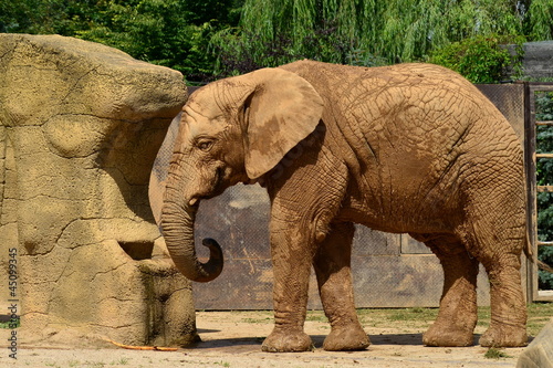 elephant in zoological garden