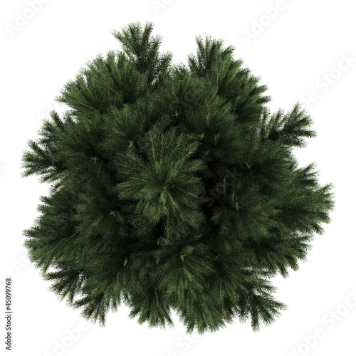 top view of european black pine tree isolated on white