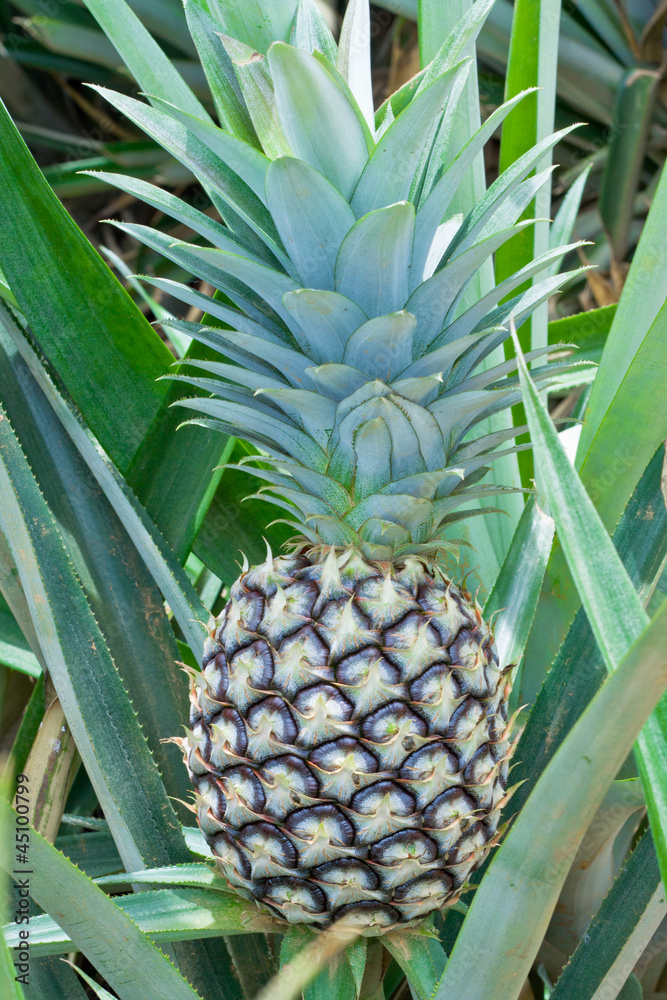 Fresh pineapple, green on the tree Fresh pineapple, green on the tree