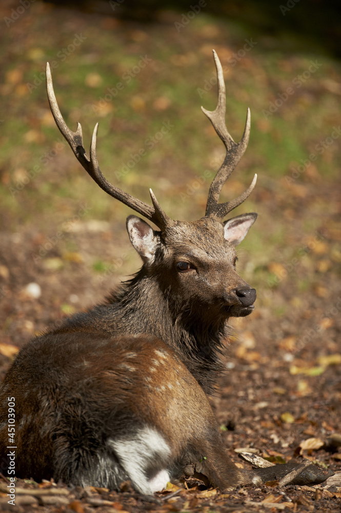 A sika deer stag (cervus nippon)