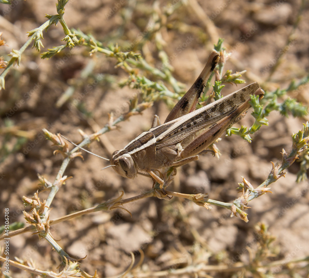 grasshopper in the grass. macro grasshopper in the grass. macro
