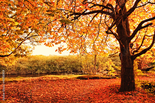 Beautiful Autumn in the park #45108959