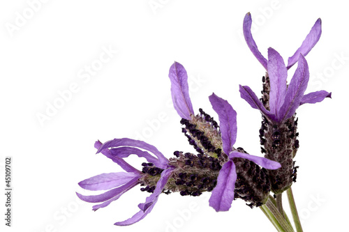 Fototapeta Naklejka Na Ścianę i Meble -  French Lavender Isolated
