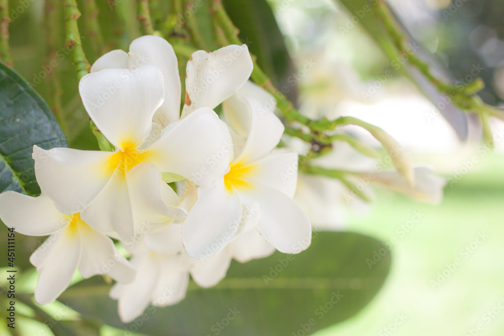 Obraz premium frangipani flower