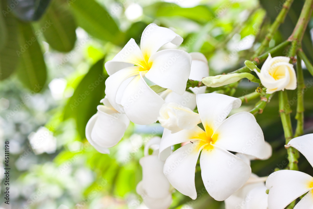 frangipani flower frangipani flower