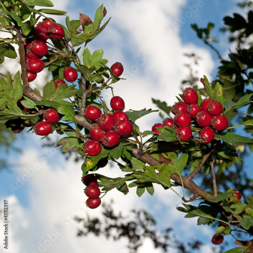 Weißdorn - Crataegus photo