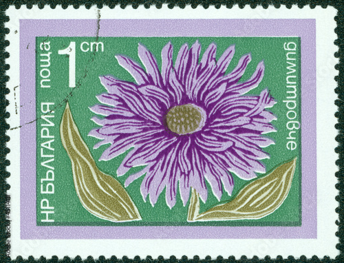 Obraz na płótnie stamp printed in Bulgaria shows aster w salonie