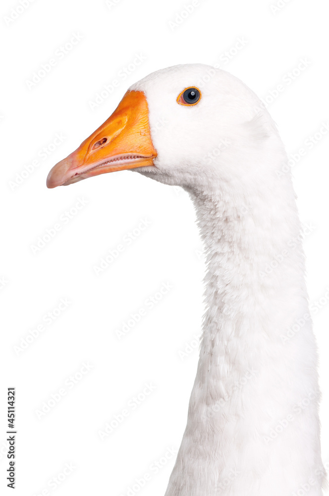 Domestic goose Domestic goose