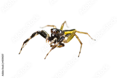 Isolated male Chrysilla Versicolor jumping spider © skynet