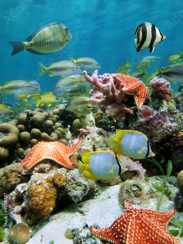Colorful underwater marine life with starfish and tropical fish on a coral reef of the Caribbean sea