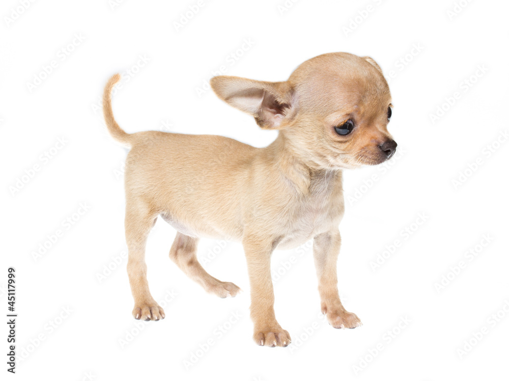 Obraz premium Funny puppy Chihuahua poses on a white background