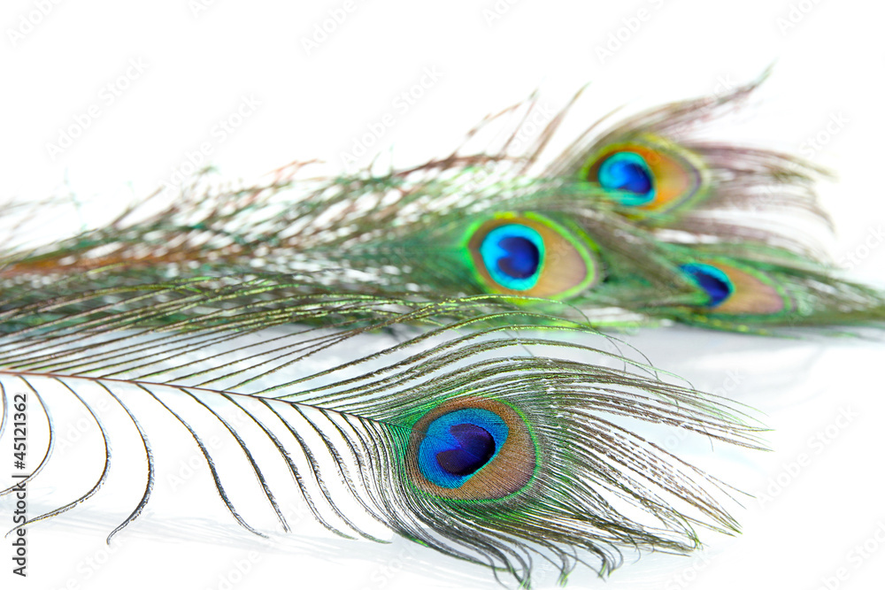 Obraz premium Peacock feathers on white background