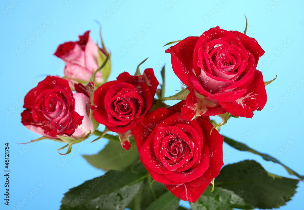 Beautiful vinous roses on blue background close-up Beautiful vinous roses on blue background close-up