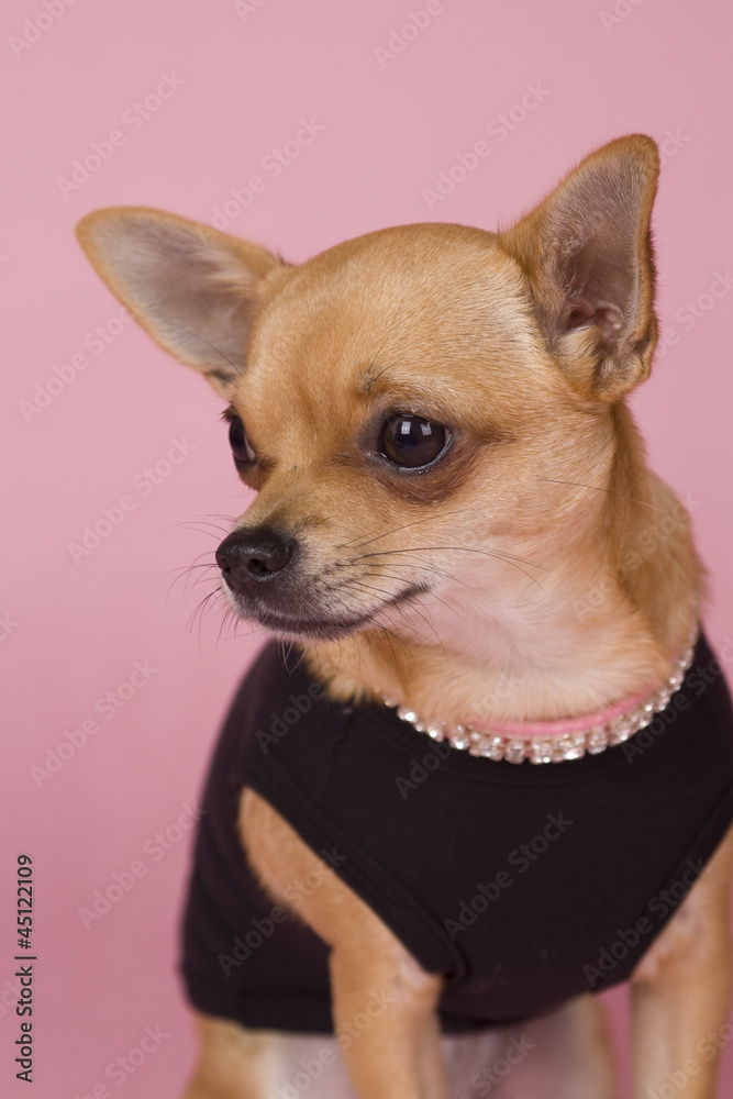 chihuahua on pink background