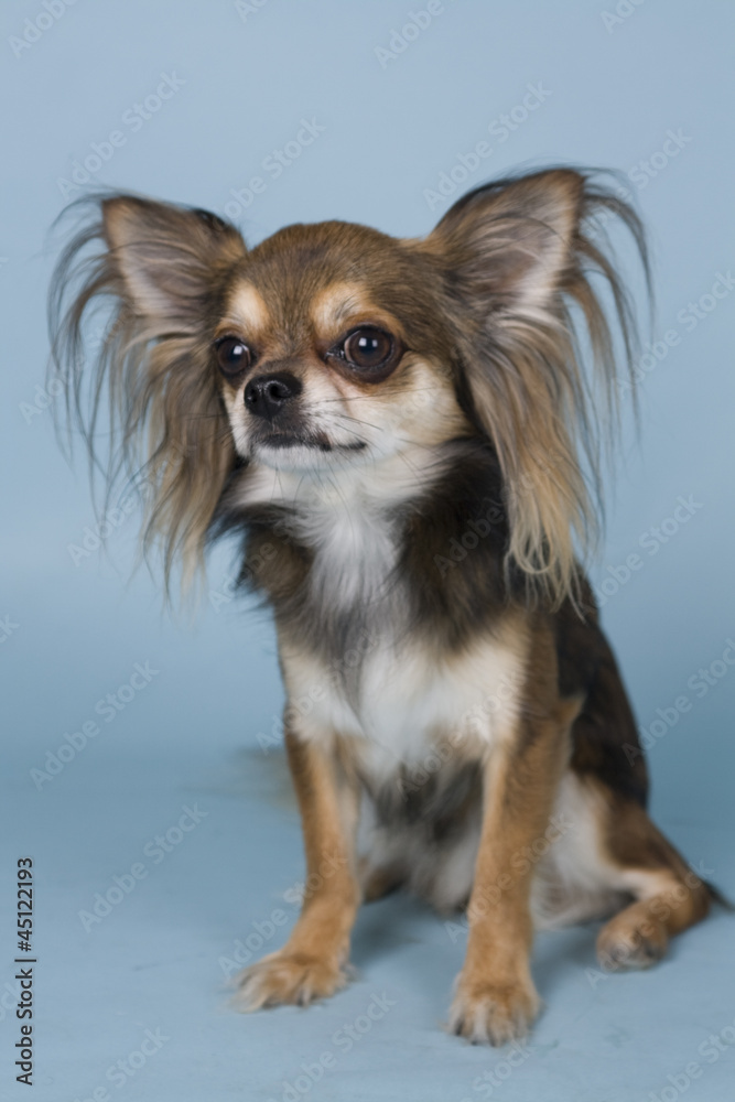 chihuahua on blue background