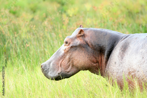 Hippo - Murchison Falls NP, Uganda, Africa © Sam D'Cruz