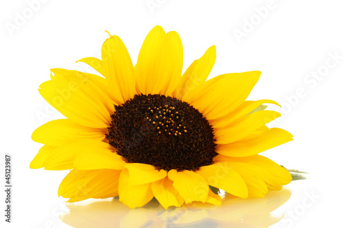 Fototapeta Naklejka Na Ścianę i Meble -  beautiful sunflower, isolated on white