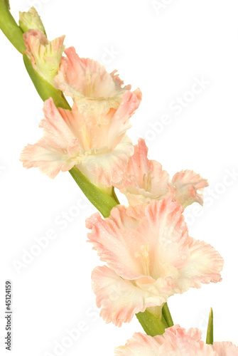 Fototapeta Naklejka Na Ścianę i Meble -  branch of pale pink gladiolus on white background close-up