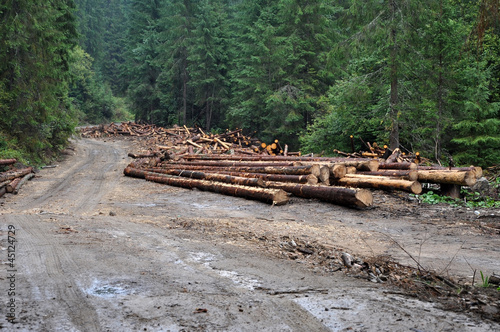 Freshly cut tree trunks near a forest road