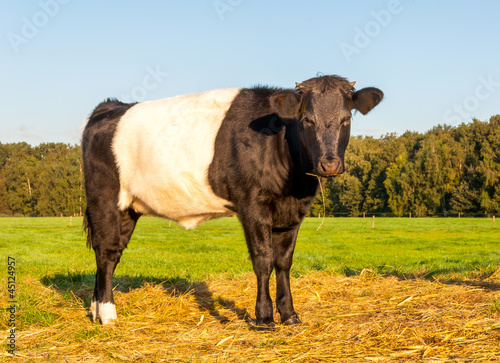 Portrait of a Dutch belted cow © Ruud Morijn