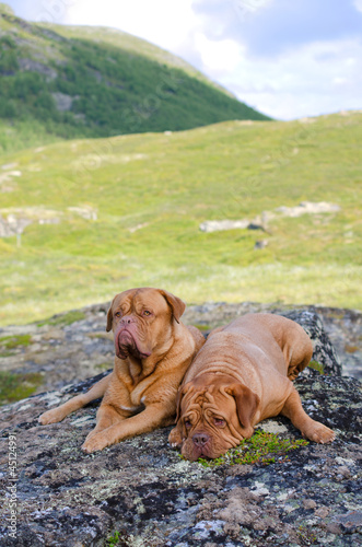 Couple of Dogue De Bordeaux in Norwegian mountains © VitalyTitov