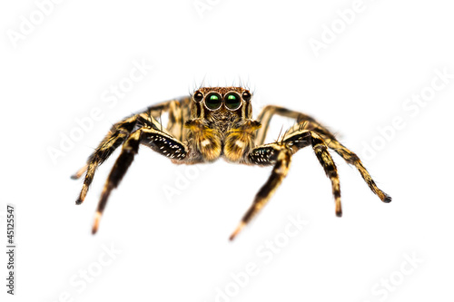 Isolated male Plexippus Petersi jumping spider