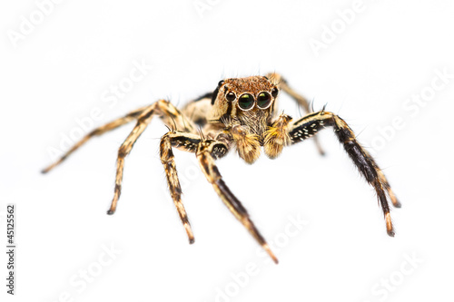 Isolated male Plexippus Petersi jumping spider © skynet