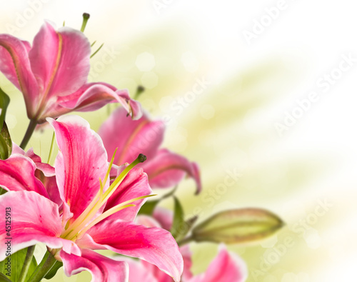 blooming pink lily flower