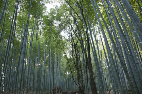 Bamboo forest seen from the side