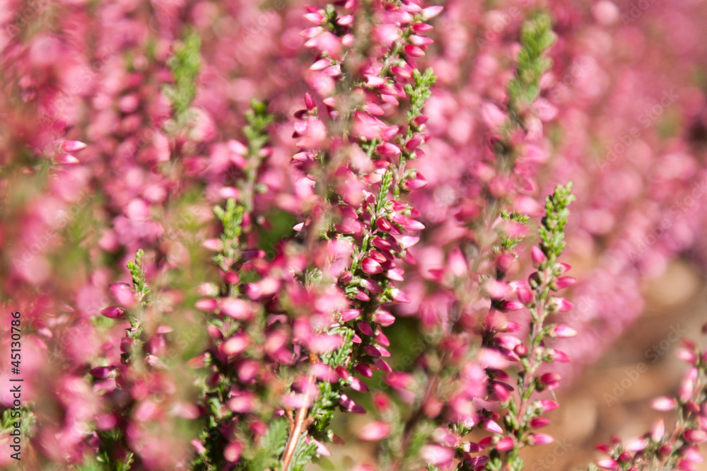 Fototapeta premium Nature background with Purple Heather .