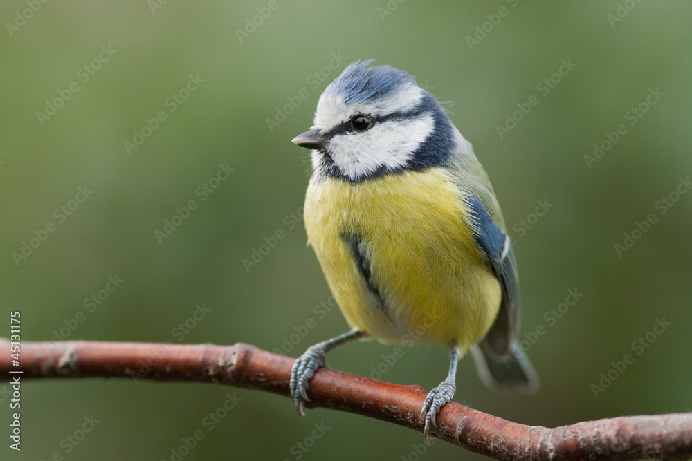 Blue tit sitting on a branch looking to the left Blue tit sitting on a branch looking to the left
