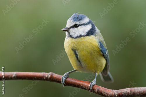 Blue tit sitting on a branch looking to the left