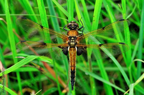 Four-spotted Chaser dragonfly