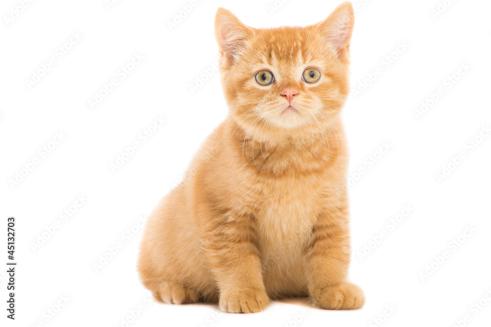 red British kitten sitting on isolated white red British kitten sitting on isolated white