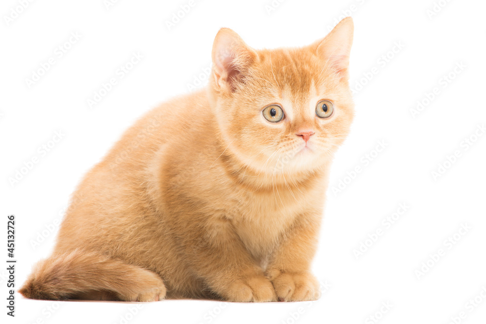 red British kitten sitting on isolated white