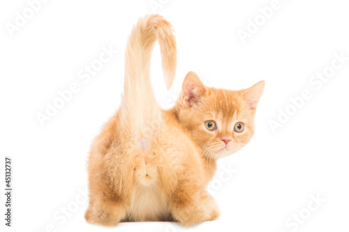 red British kitten sitting on isolated white