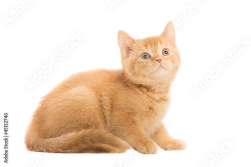 red British kitten sitting on isolated white