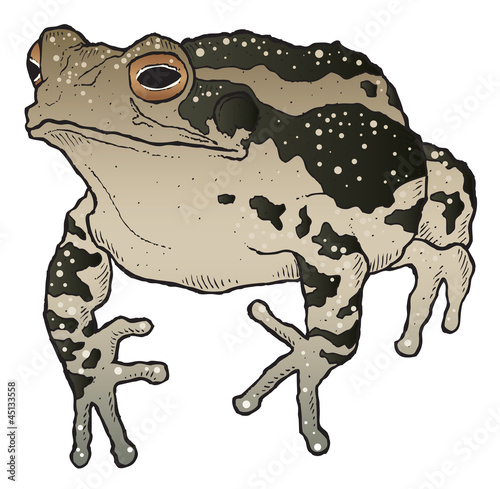 Toad