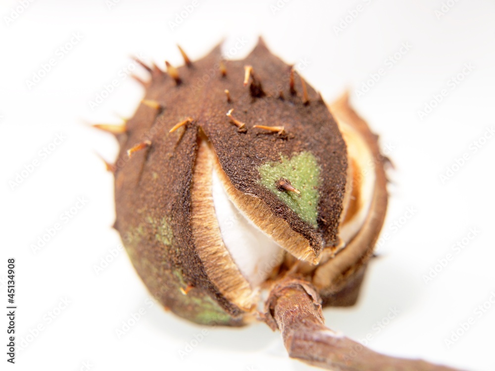 Fototapeta premium Single chestnut unfolding, isolated towards white background