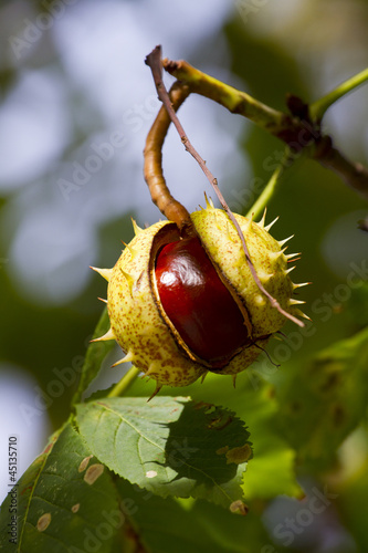 Naklejka autumn chestnuts 3